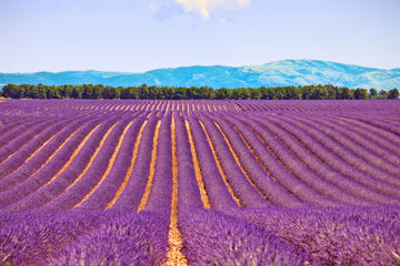 small-group-lavender-day-trip-from-avignon-aix-en-provence-valensole-in-avignon-153558